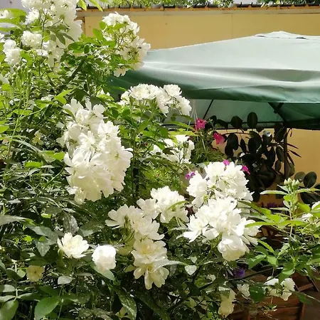 Cerasella فندق مبيت وإفطار 3*